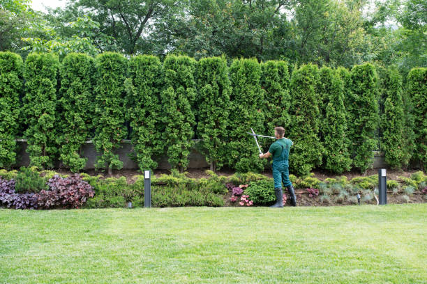 Best Pest Control for Lawns  in Tularosa, NM